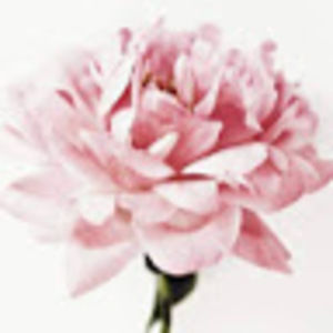 Meet your Posher, Malak